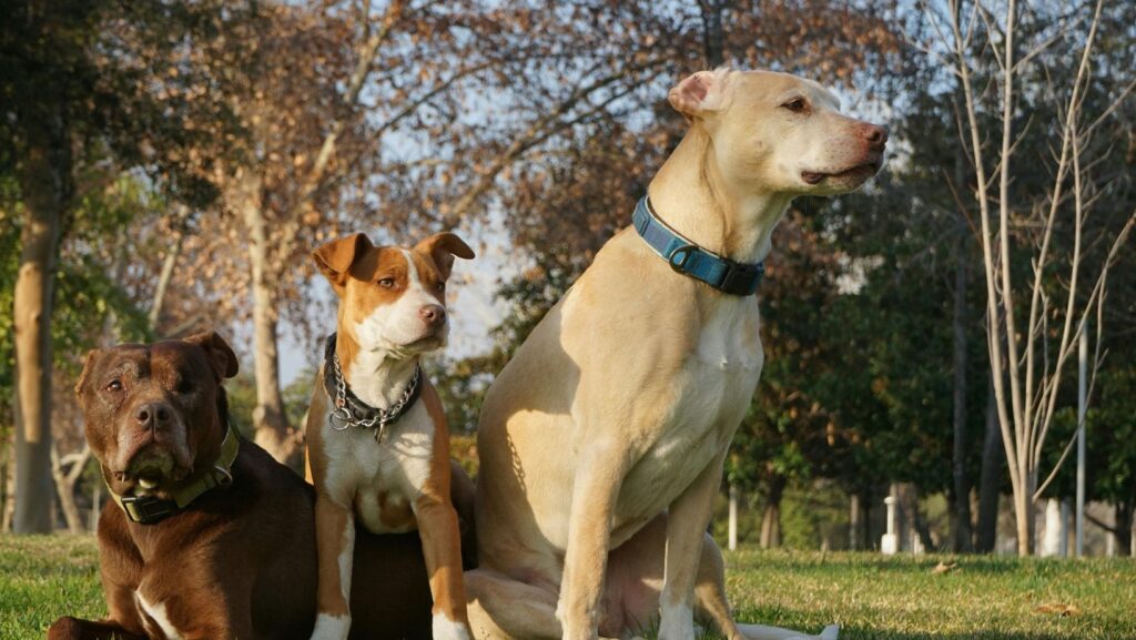 Preparing for Emergencies: A Lost Pet Action Plan