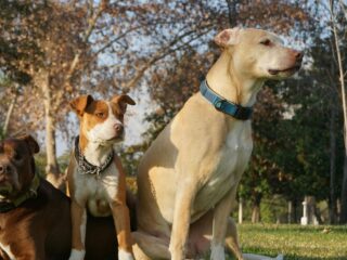 Preparing for Emergencies: A Lost Pet Action Plan
