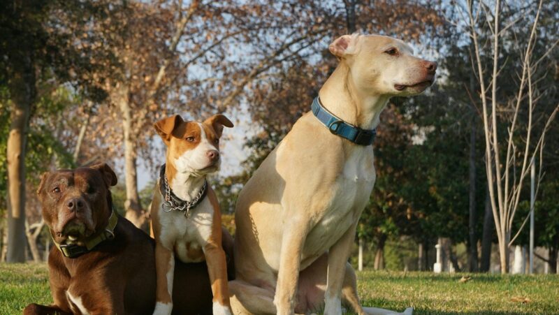 Preparing for Emergencies: A Lost Pet Action Plan